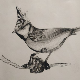 Синица хохлатая