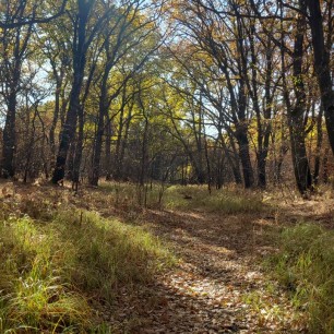 Осенний лес