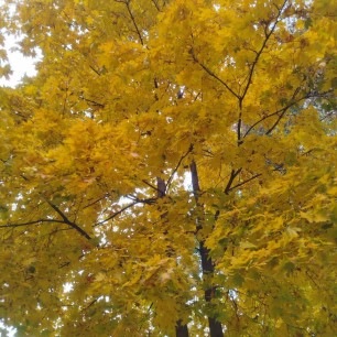 Осенние мотивы