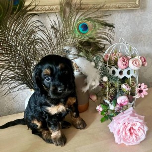 Любимый питомец