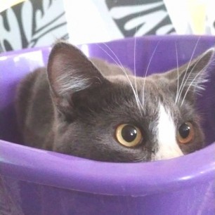 Игра в прятки (Дымок)