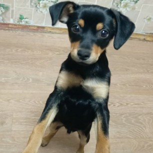 Наш любознайка Тим