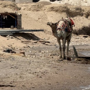 Король пустыни