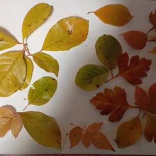 Осенний пейзаж