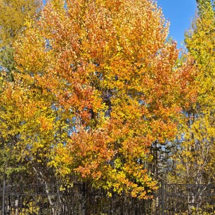 Осенние деревья на школьном дворе