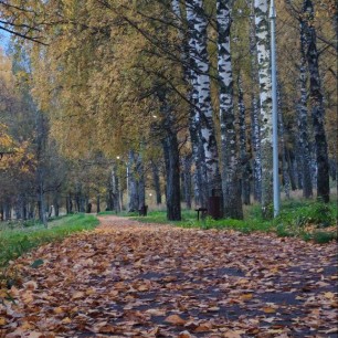 Берёзовая роща