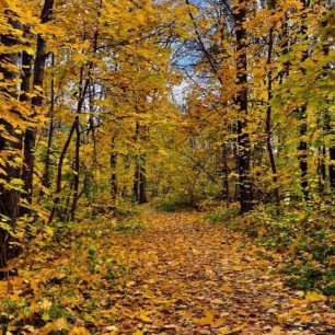 "Душа осеннего леса"