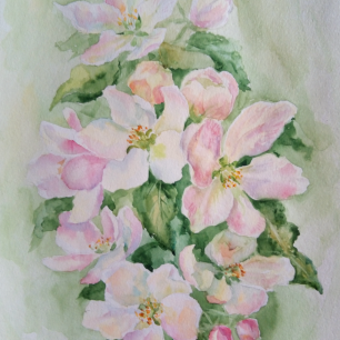 Цветы яблони