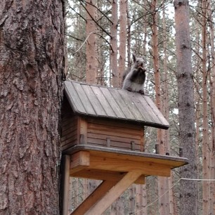 Белочка осенью