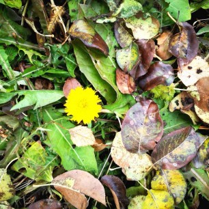 Осеннее солнышко