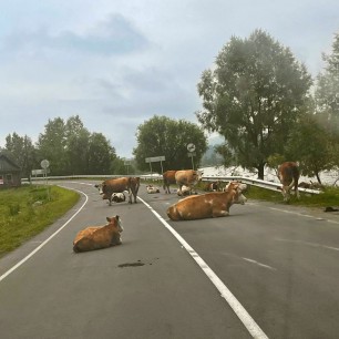 Дорожные истории