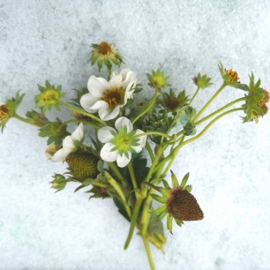 Осенний букетик