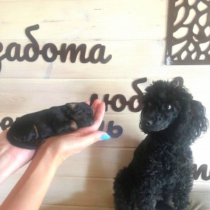 Счастливые моменты