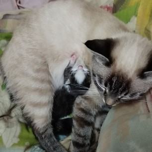 Наша кошка - заботливая мама