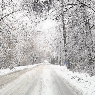 Зимняя сказка леса