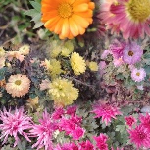 Последний букет Осени