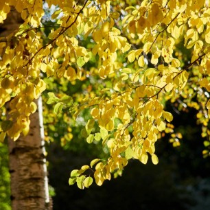 "Дыхание осени"