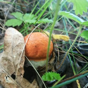 Муниципальное общеобразовательное учреждение городского округа Саранск "Центр образования № 15 "Высо
