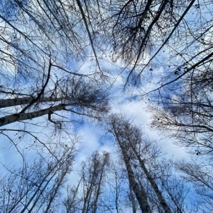 осень,уходящая в небо