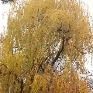 Последнее дыхание ОСЕНИ