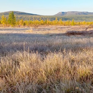 Золотая краса