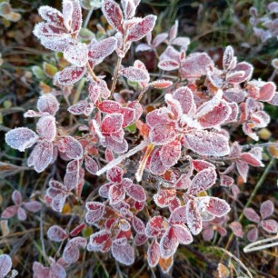 Первые заморозки