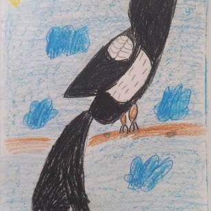 Сорока-Белобока