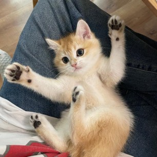 Замечательный котёнок Ириска