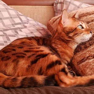 Любимица семьи