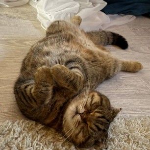 Пушистая радость