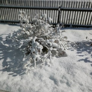 В снежном плену