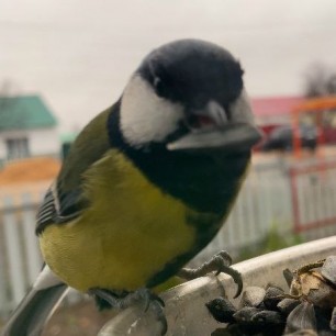 Синичкина столовая