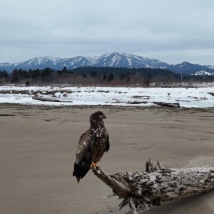Важная птица!