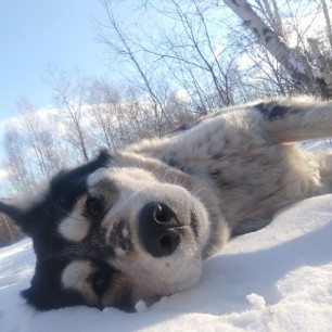 Муха в декабре