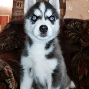 Собачка Гуччи