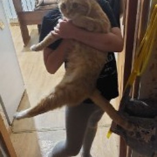 Рыжик