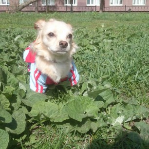 Мой маленький друг