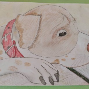 В ожидании хозяина