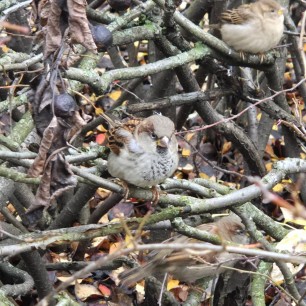 Осенняя встреча