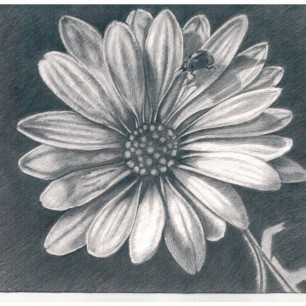 "Букашка на ромашке"