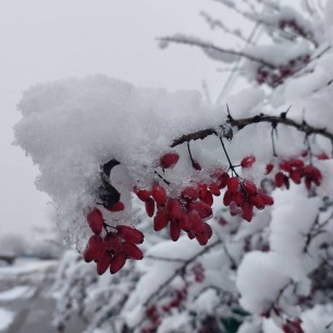 Барбарис под первым снегом