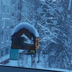 Зимние гости у кормушки