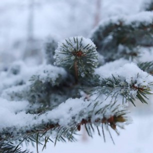 Зимние снежности