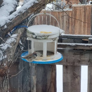 Забота о зимующих птицах