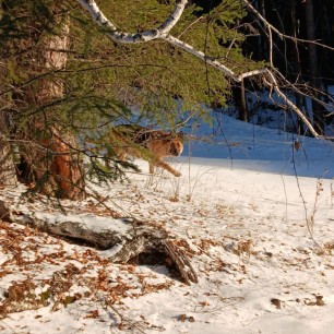 Зимний пейзаж с верным другом