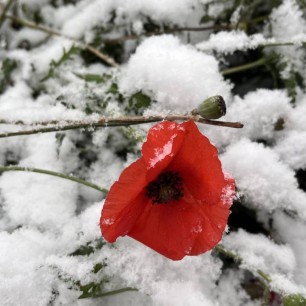 Первый снег