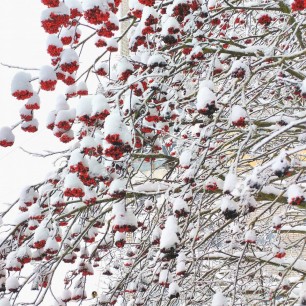 Зимняя песнь рябины