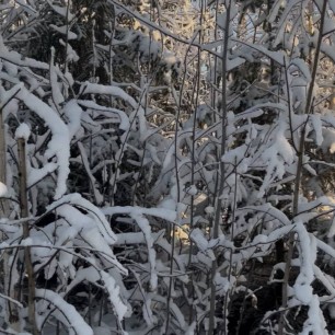 Зимнее утро