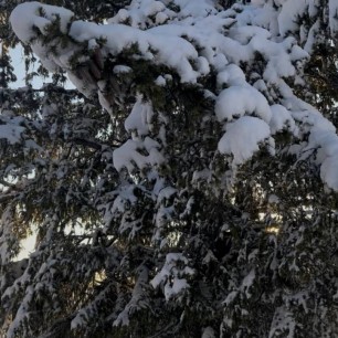 Снежное дерево