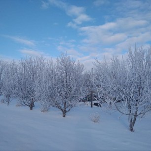 "Снежное кружево ветвей"